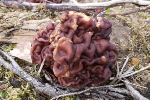 Read more about the article Первые весенние грибы, строчки: на лицо ужасные, вкусные внутри