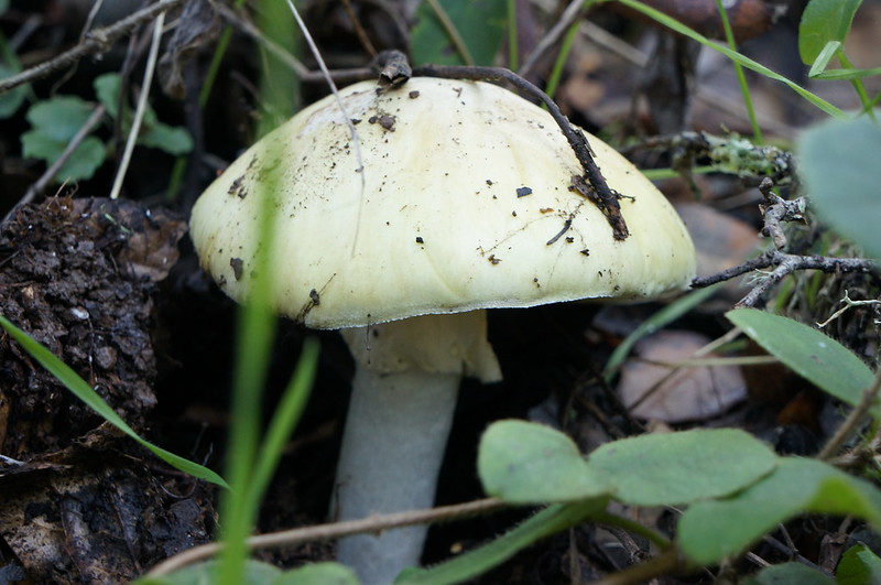 You are currently viewing Опасный лес: самый ядовитый гриб в мире