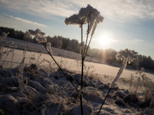 Read more about the article В Финляндии временно похолодает