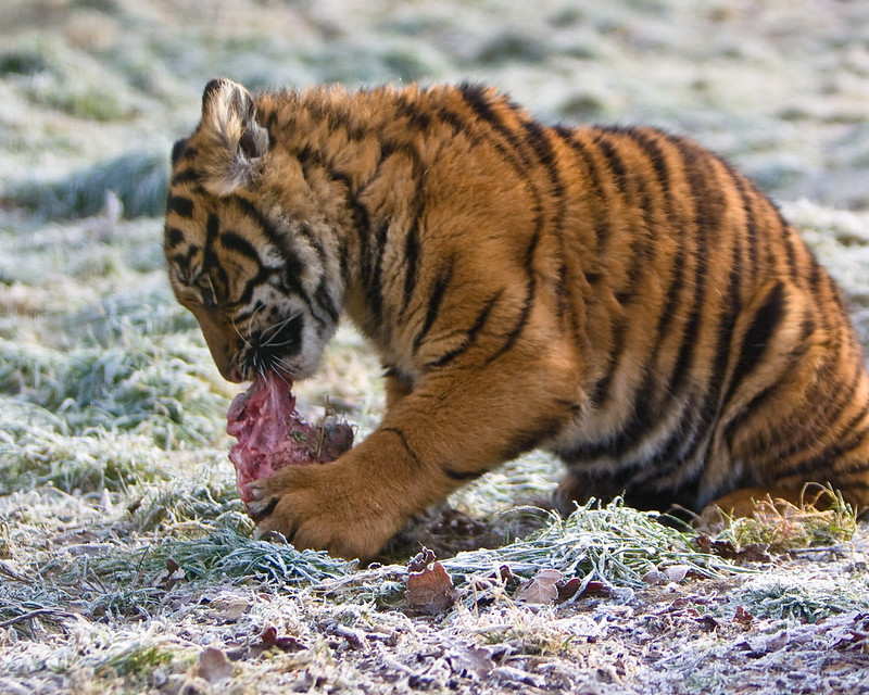 You are currently viewing Новогодний стол: тигр любит свежее мясо, рыбу и фрукты