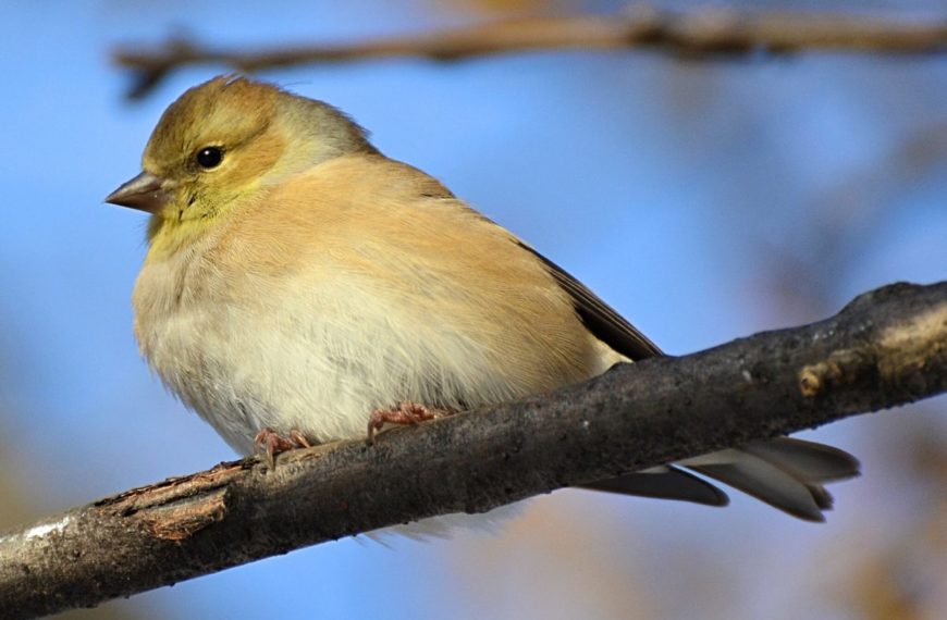 Теплое дыхание весны: синоптики прогнозируют раннюю смену сезонов