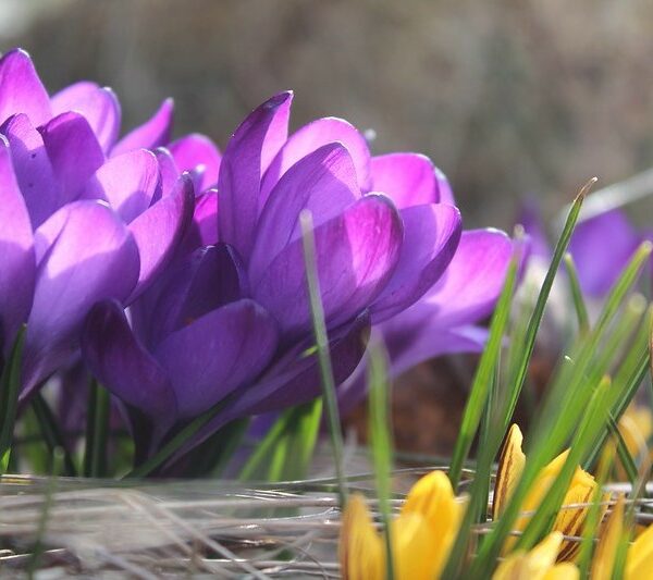 Весна вступила в свои права: в Финляндии ожидается аномально теплая погода до середины апреля