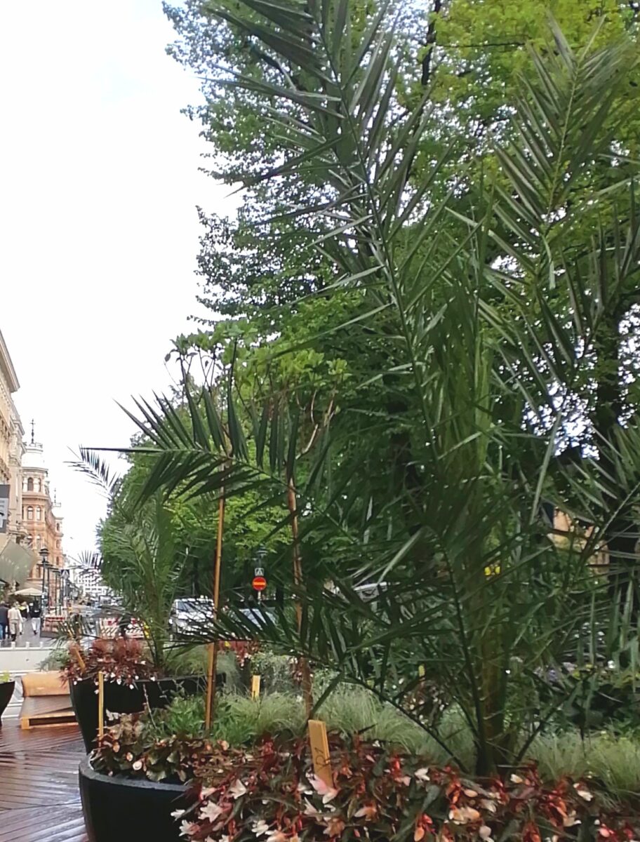 Подробнее о статье В центре Хельсинки, на Эспланаде, вновь появятся живые гигантские пальмы 